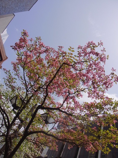 f:id:xaymaca:20100429121712j:image f:id:xaymaca:20100429121712j:image