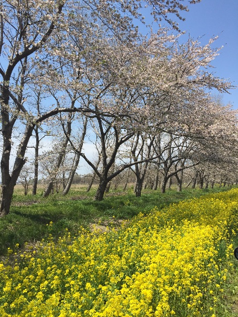 f:id:xiahxx:20150426163508j:image f:id:xiahxx:20150426163508j:image