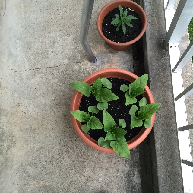 f:id:xiahxx:20150708221529j:image f:id:xiahxx:20150708221529j:image