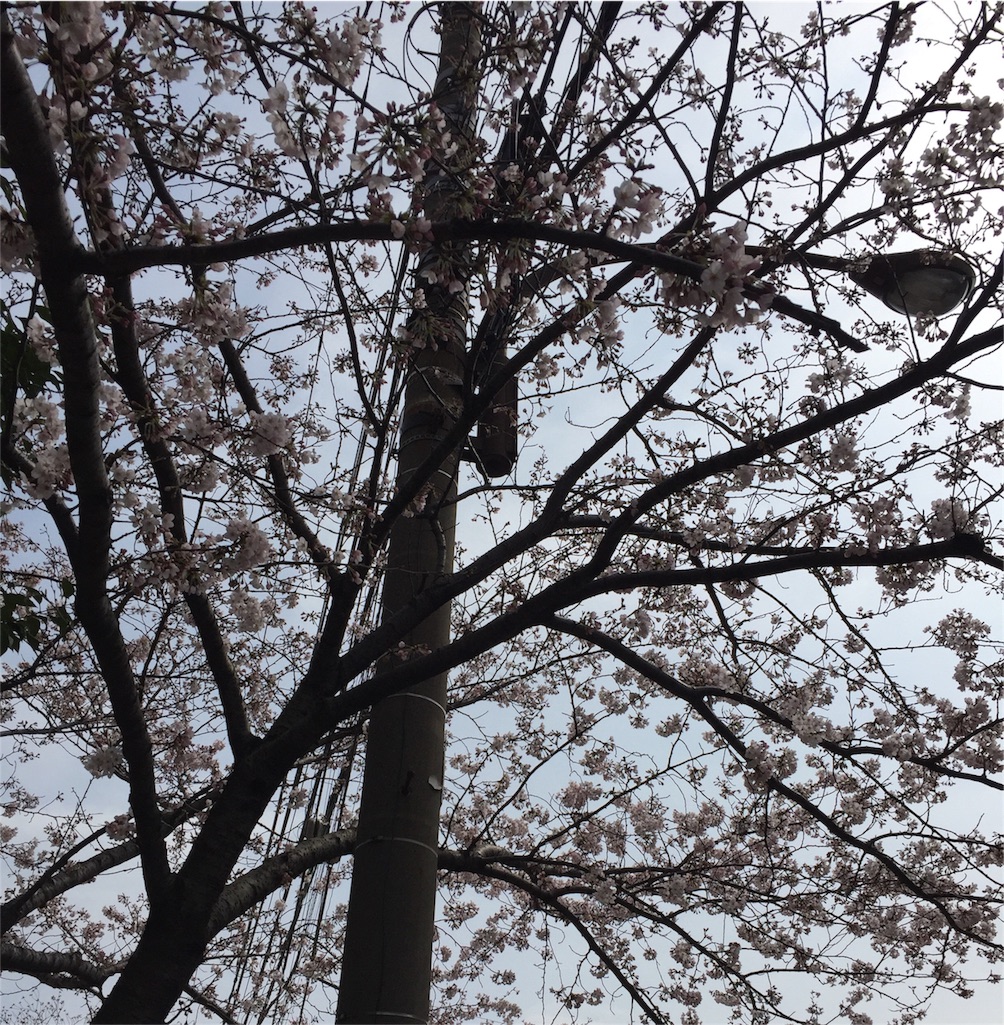 f:id:xiahxx:20160401194651j:image f:id:xiahxx:20160401194651j:image