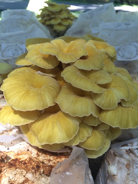 f:id:xiaomeinikki:20150711203336j:image f:id:xiaomeinikki:20150711203336j:image