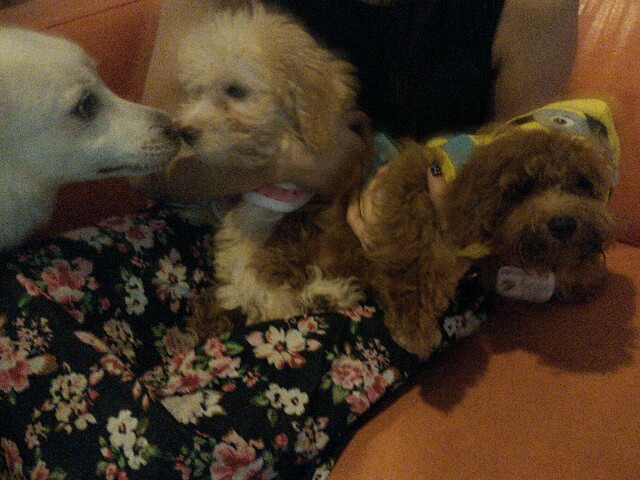 f:id:xinsg:20151230182033j:image f:id:xinsg:20151230182033j:image