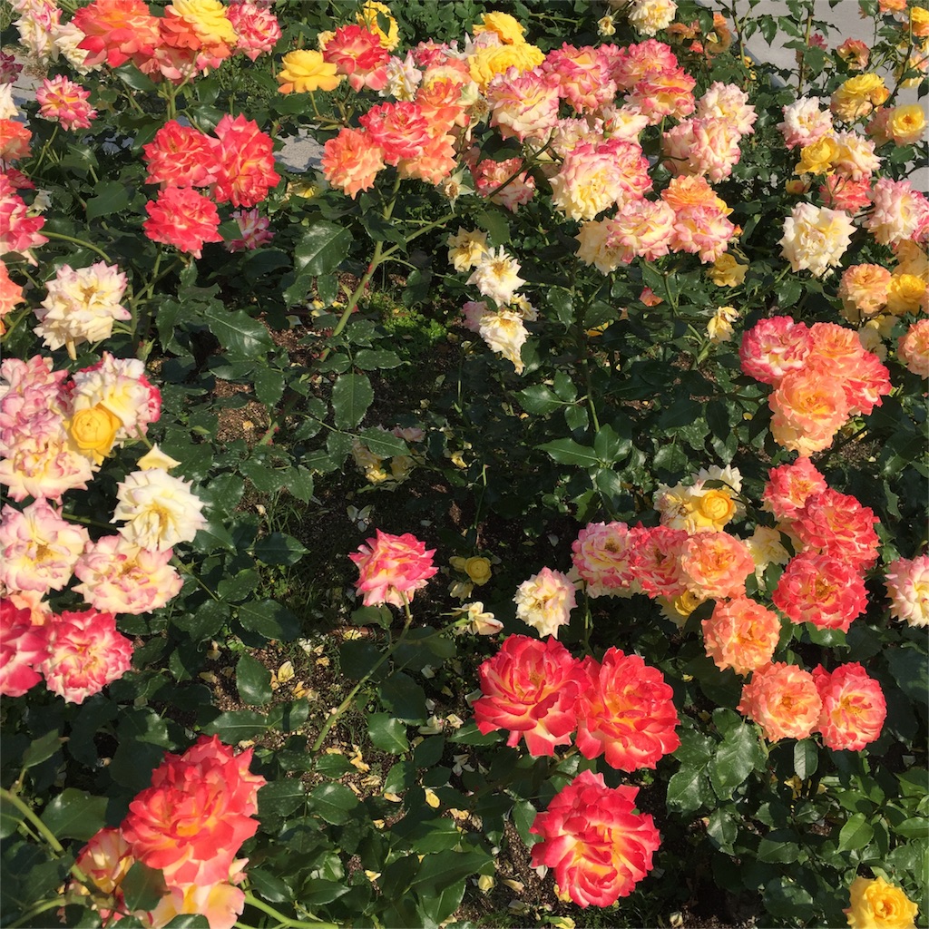 f:id:xoxomomonger:20160522140856j:image f:id:xoxomomonger:20160522140856j:image