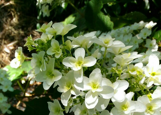 f:id:xx_green-heuchera_xx:20160612162921j:image f:id:xx_green-heuchera_xx:20160612162921j:image