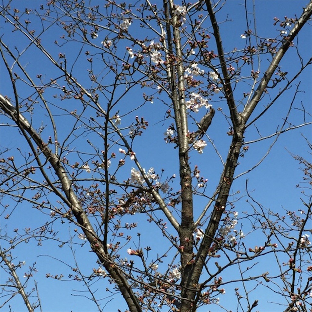 f:id:xxhelloxx:20160402233947j:image f:id:xxhelloxx:20160402233947j:image