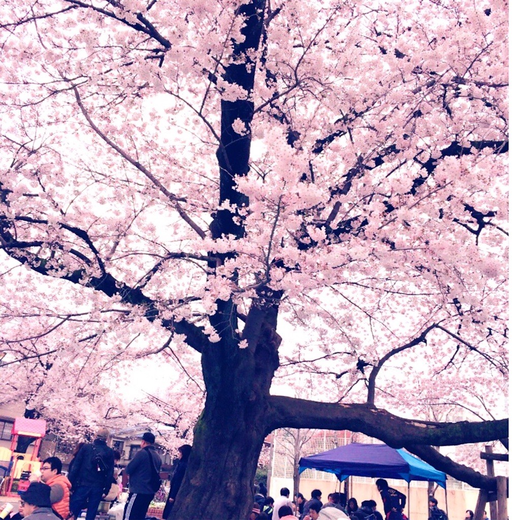 f:id:xxhelloxx:20160404122739j:image f:id:xxhelloxx:20160404122739j:image