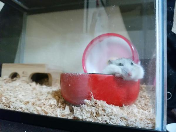 f:id:xxx-ume-02:20160108144434j:plain