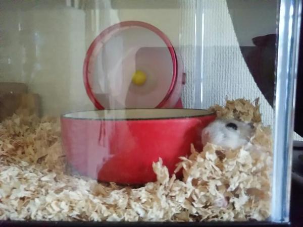 f:id:xxx-ume-02:20160108150316j:plain