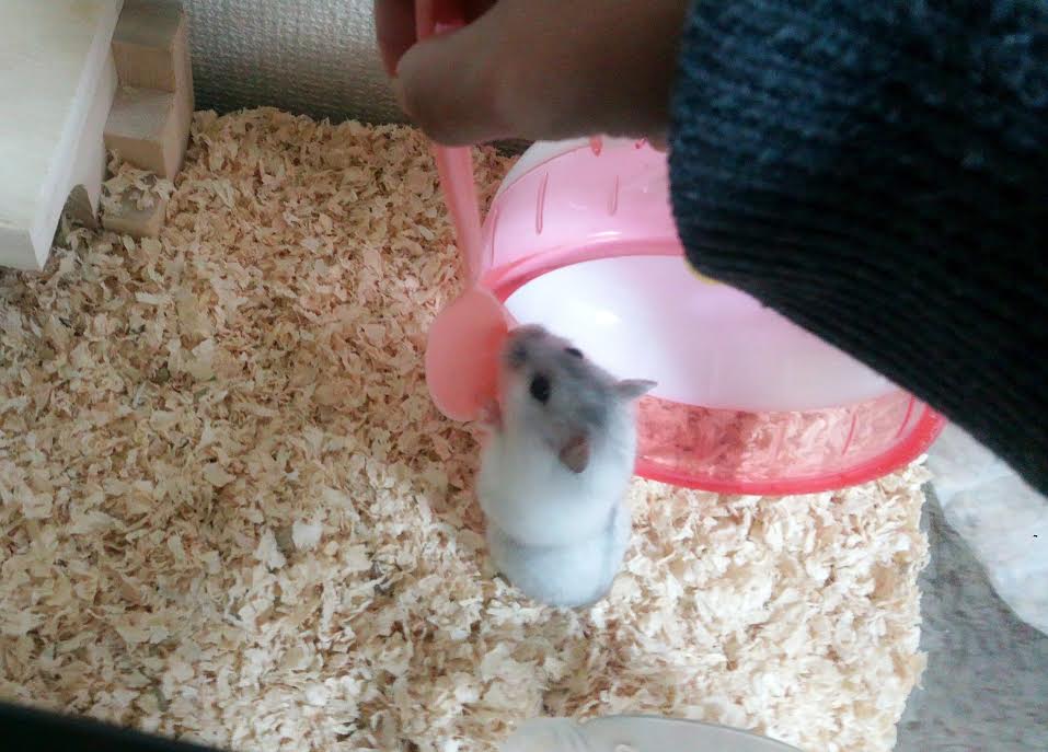 f:id:xxx-ume-02:20160110012202j:plain