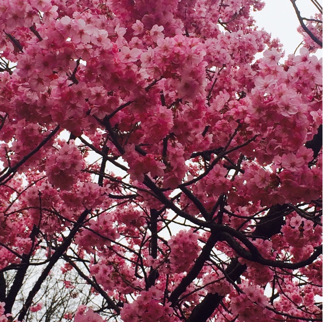 f:id:xxxstarcookiexxx:20150330131003j:plain f:id:xxxstarcookiexxx:20150330131003j:plain
