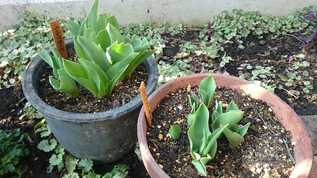 f:id:y-garden:20160328081436j:image f:id:y-garden:20160328081436j:image