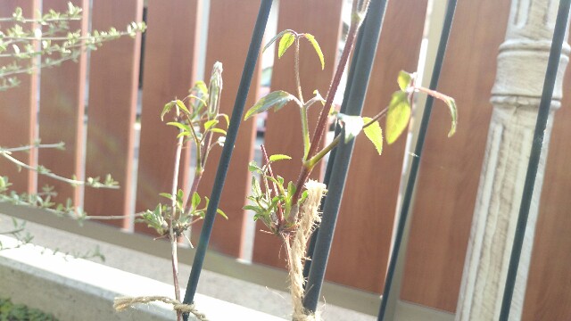 f:id:y-garden:20160330205827j:image f:id:y-garden:20160330205827j:image