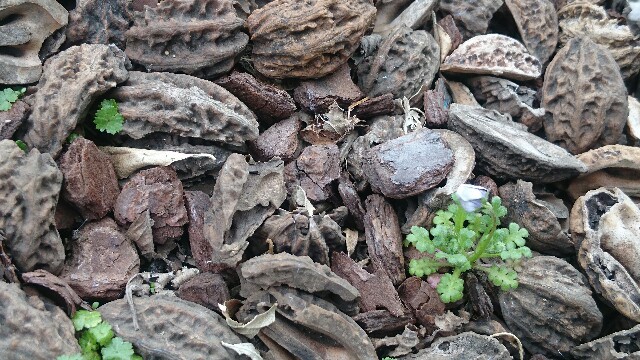 f:id:y-garden:20160402121044j:image f:id:y-garden:20160402121044j:image