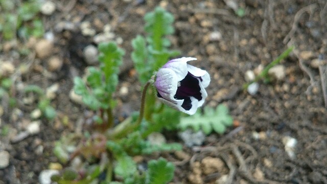 f:id:y-garden:20160402121421j:image f:id:y-garden:20160402121421j:image