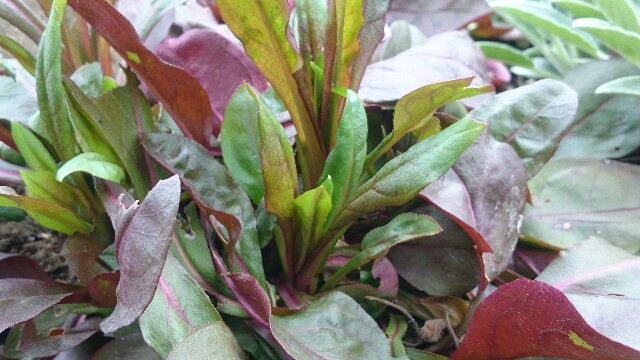 f:id:y-garden:20160404183912j:image f:id:y-garden:20160404183912j:image