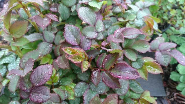 f:id:y-garden:20160405070542j:image f:id:y-garden:20160405070542j:image