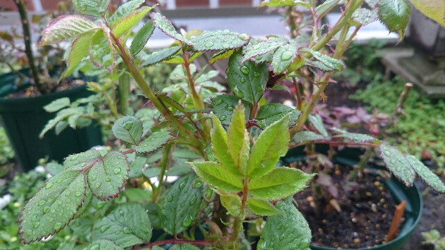 f:id:y-garden:20160405070616j:image f:id:y-garden:20160405070616j:image