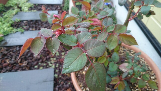 f:id:y-garden:20160405070630j:image f:id:y-garden:20160405070630j:image