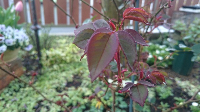f:id:y-garden:20160405070704j:image f:id:y-garden:20160405070704j:image