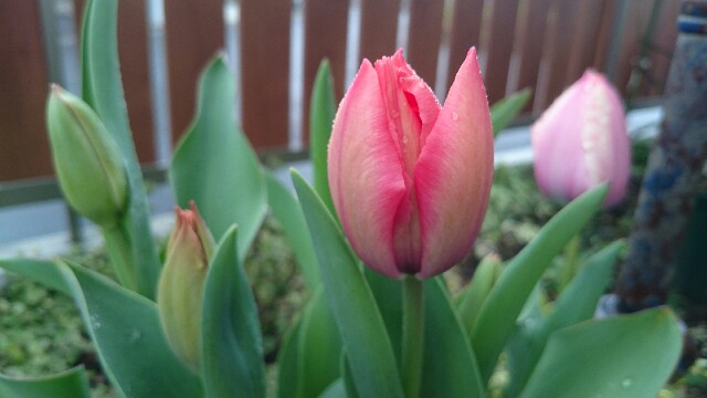 f:id:y-garden:20160406181312j:image f:id:y-garden:20160406181312j:image