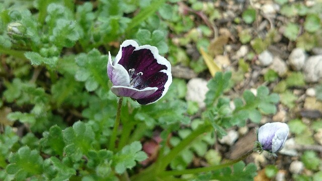 f:id:y-garden:20160406203121j:image f:id:y-garden:20160406203121j:image