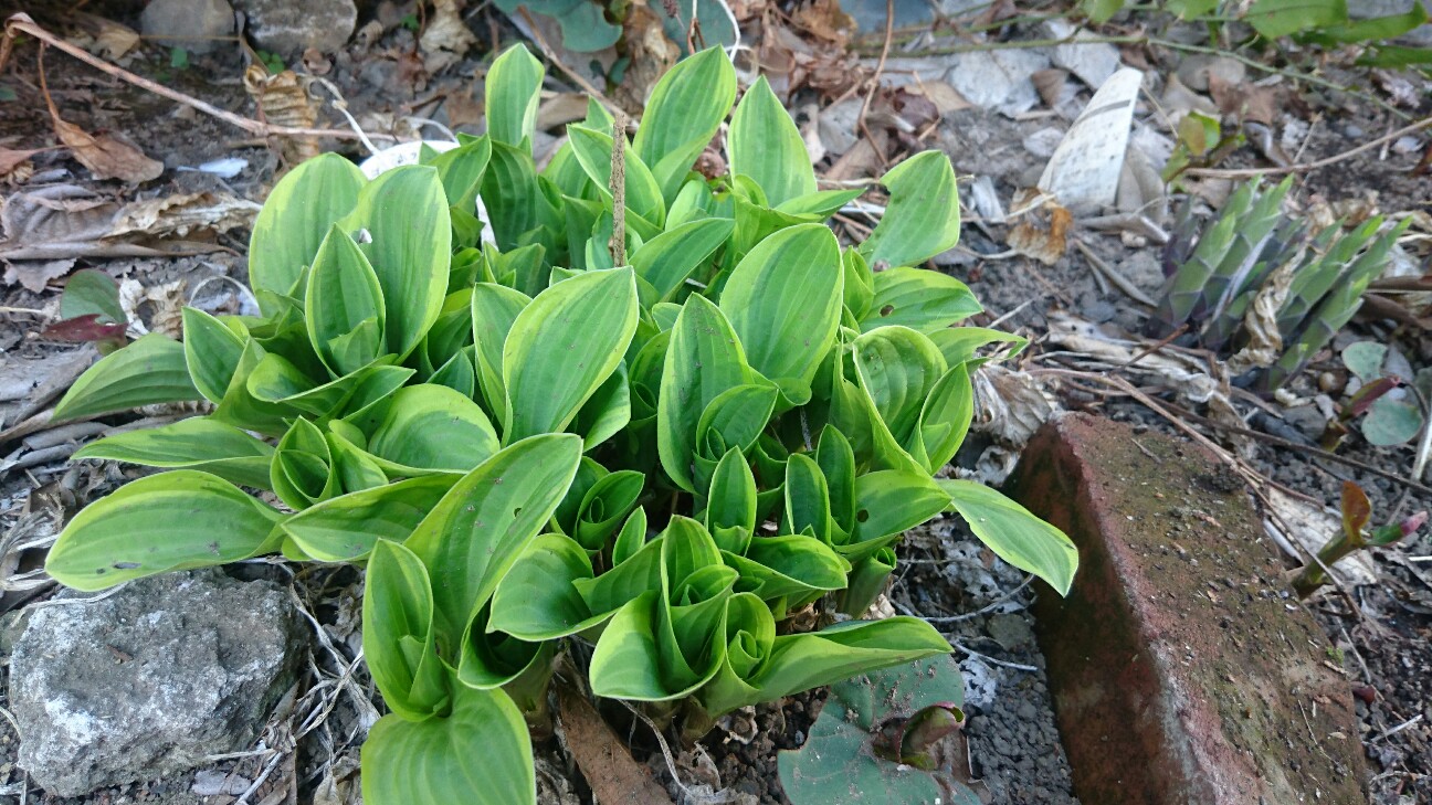 f:id:y-garden:20160411005834j:image f:id:y-garden:20160411005834j:image