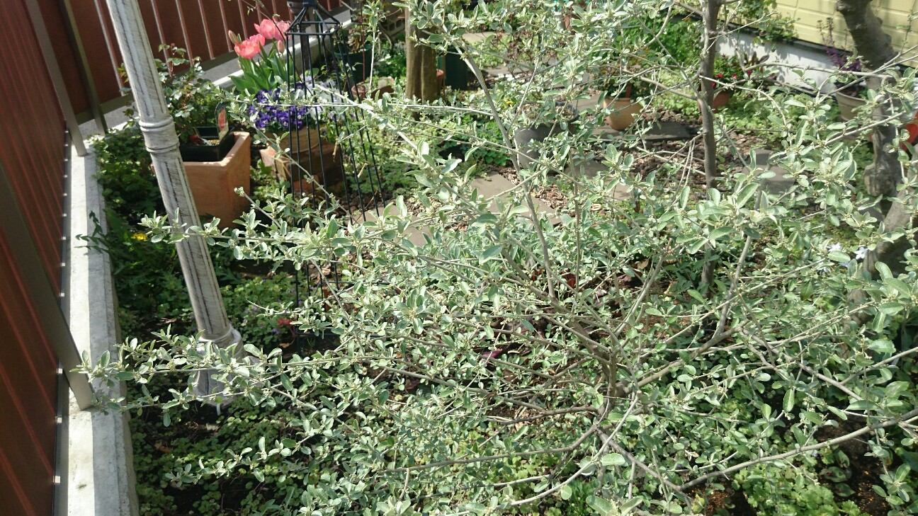 f:id:y-garden:20160411010107j:image f:id:y-garden:20160411010107j:image