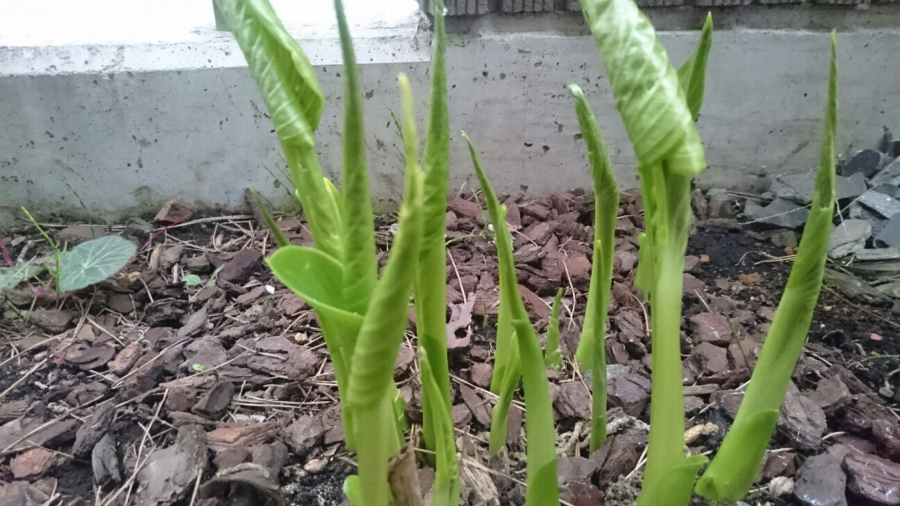 f:id:y-garden:20160411062919j:image f:id:y-garden:20160411062919j:image