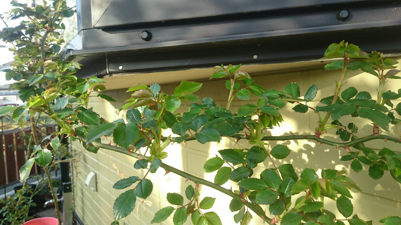 f:id:y-garden:20160411161142j:image f:id:y-garden:20160411161142j:image