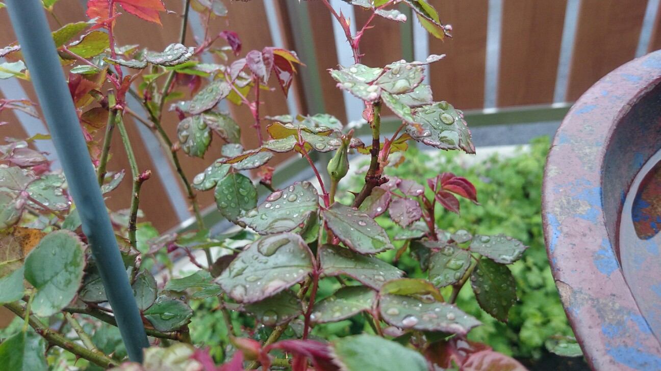 f:id:y-garden:20160414065735j:image f:id:y-garden:20160414065735j:image