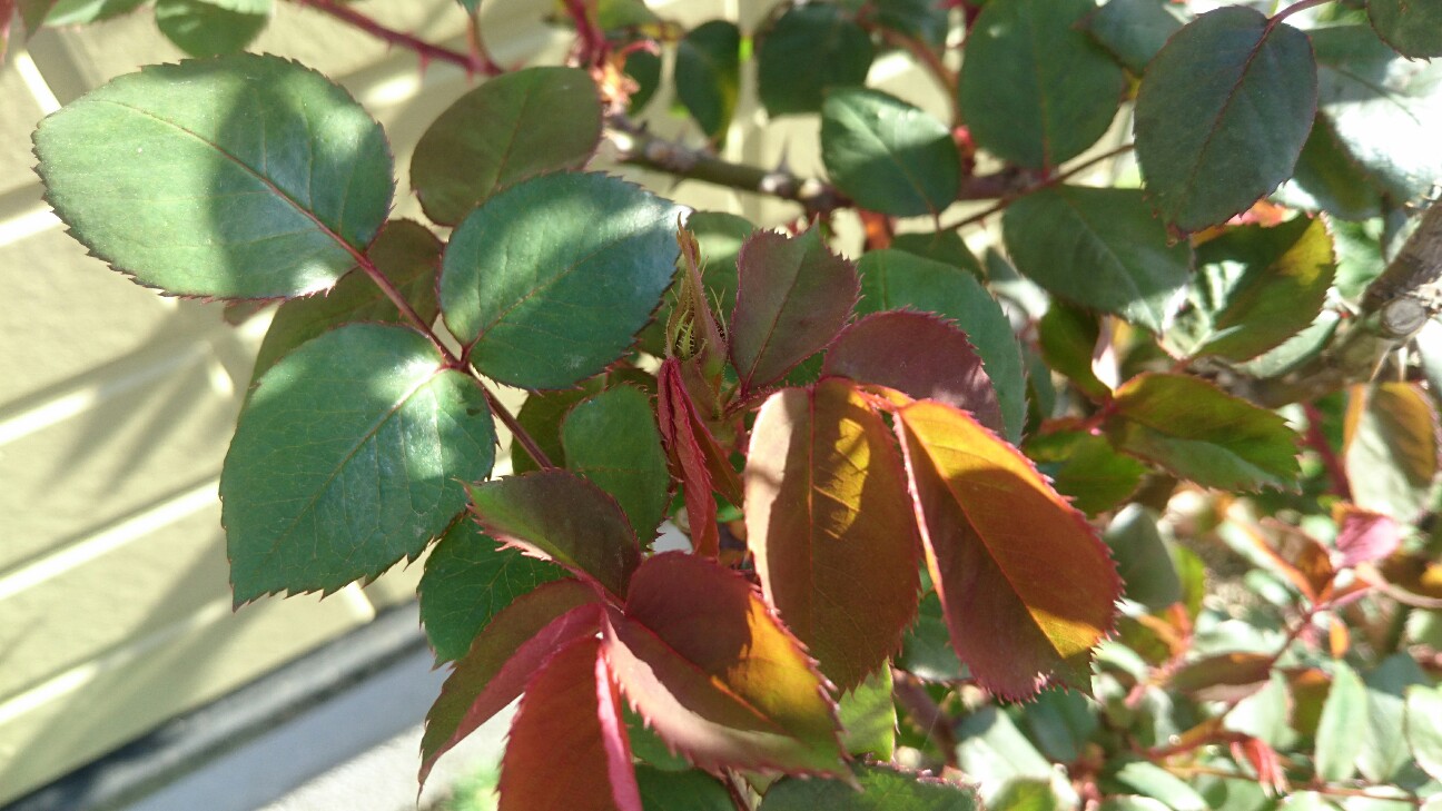 f:id:y-garden:20160415183131j:image f:id:y-garden:20160415183131j:image