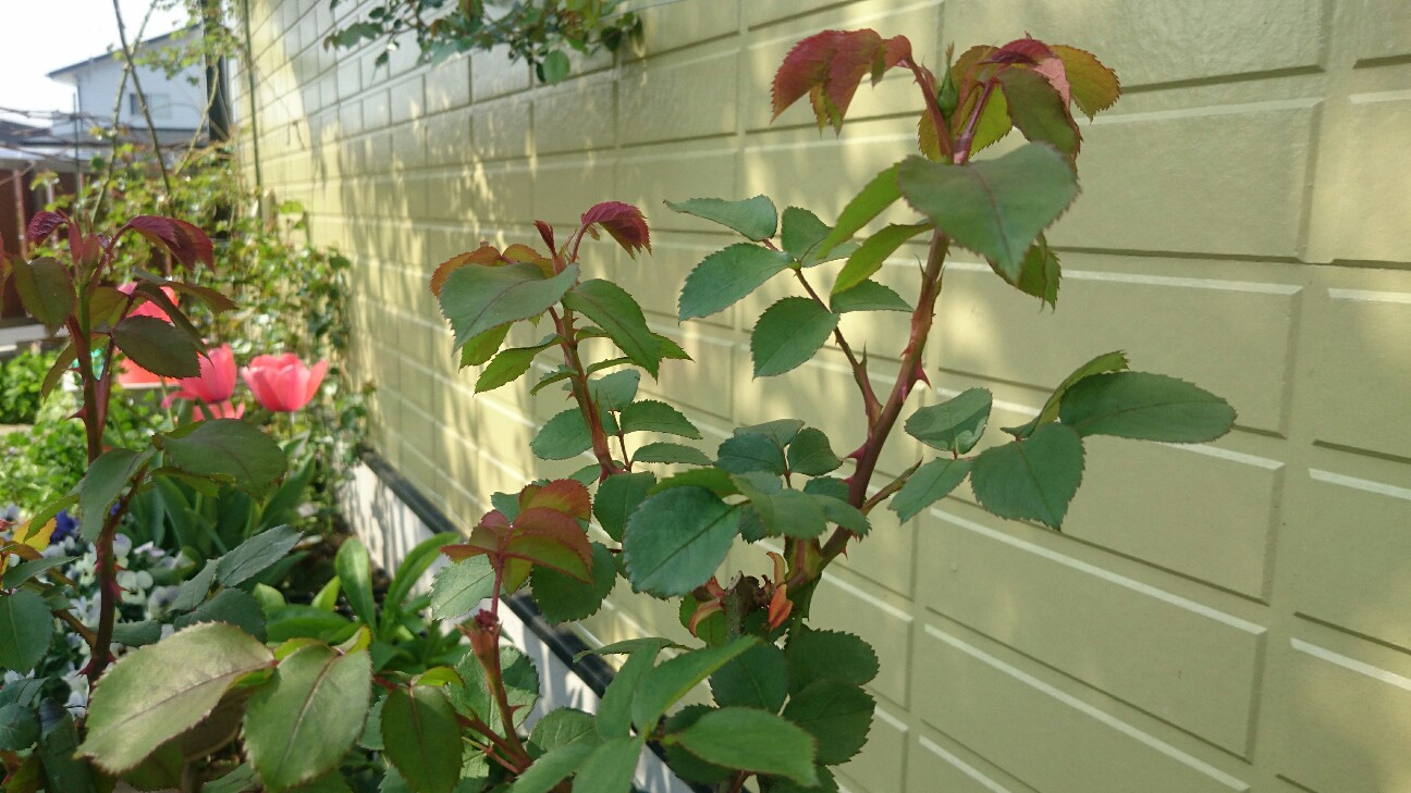 f:id:y-garden:20160416090652j:image f:id:y-garden:20160416090652j:image