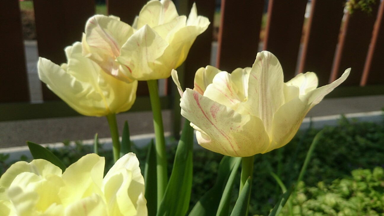 f:id:y-garden:20160416091557j:image f:id:y-garden:20160416091557j:image
