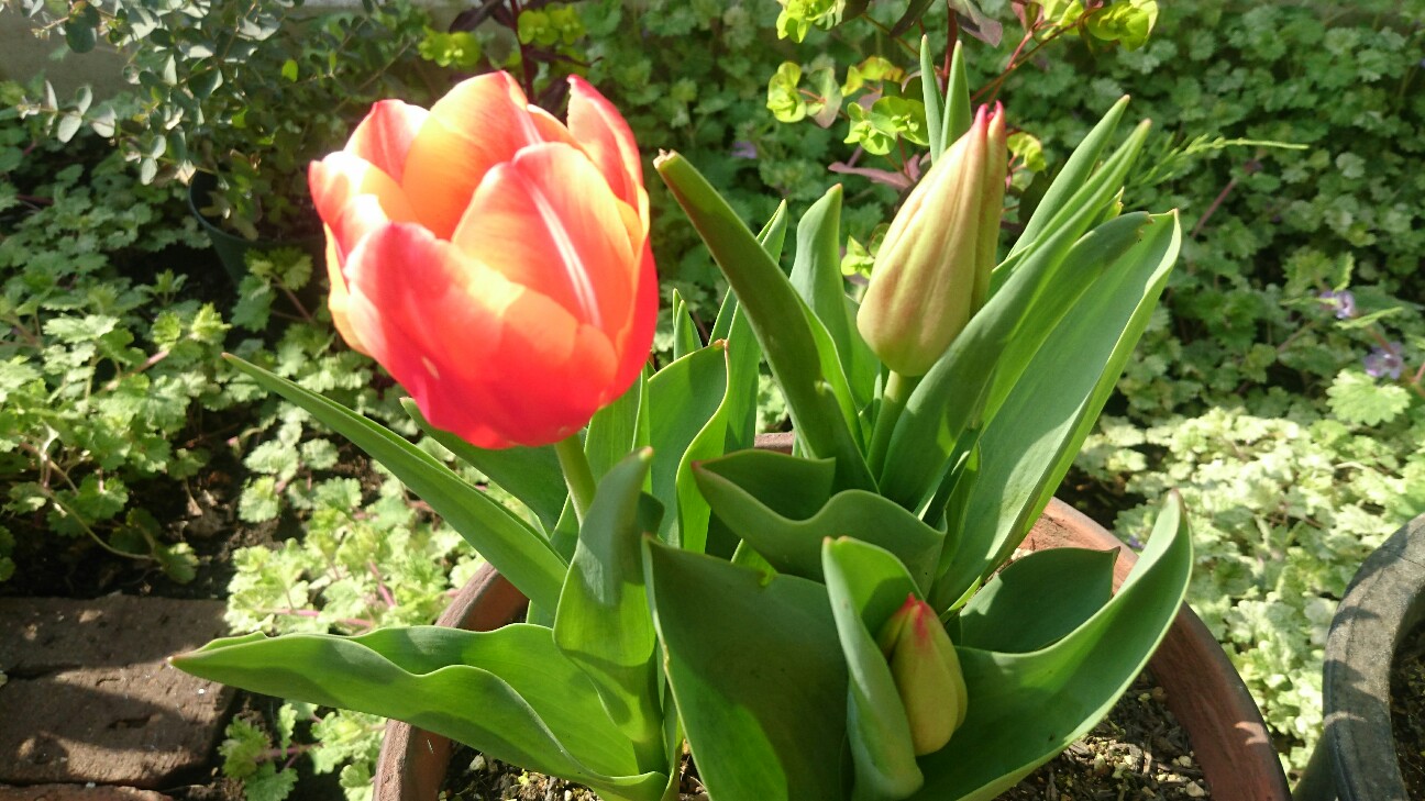 f:id:y-garden:20160416091644j:image f:id:y-garden:20160416091644j:image