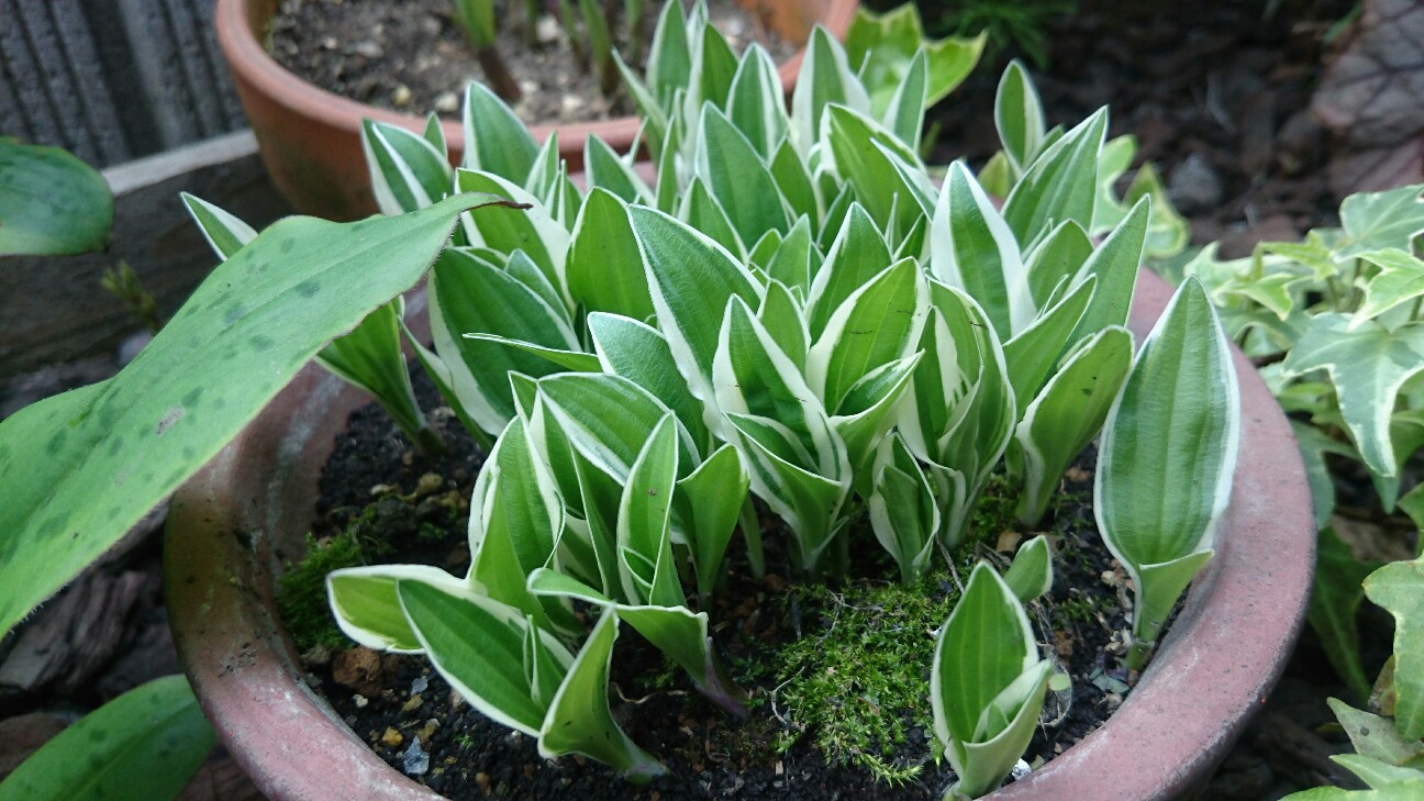 f:id:y-garden:20160417235246j:image f:id:y-garden:20160417235246j:image