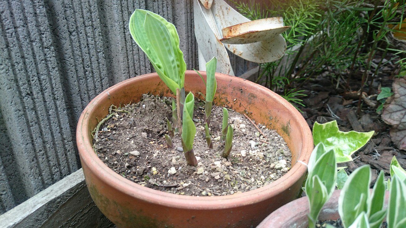 f:id:y-garden:20160417235336j:image f:id:y-garden:20160417235336j:image