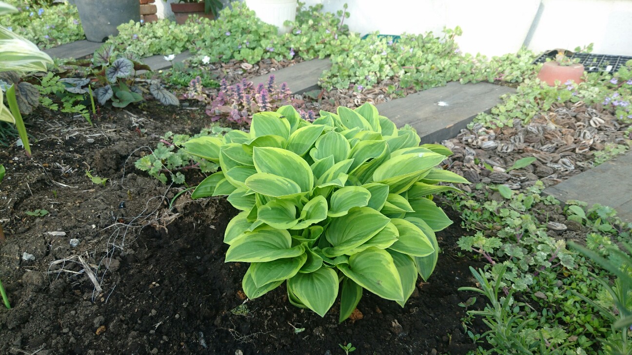 f:id:y-garden:20160418063723j:image f:id:y-garden:20160418063723j:image