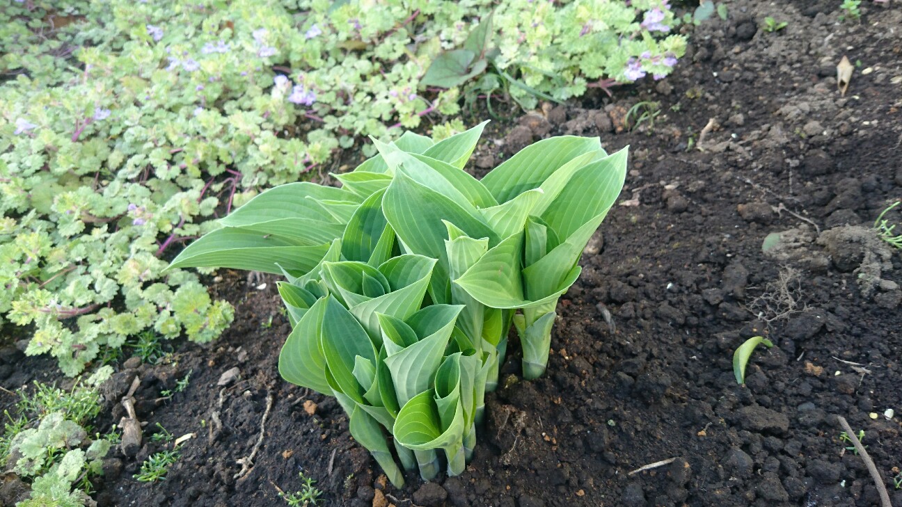 f:id:y-garden:20160418063747j:image f:id:y-garden:20160418063747j:image