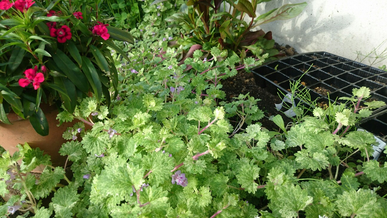 f:id:y-garden:20160418063826j:image f:id:y-garden:20160418063826j:image