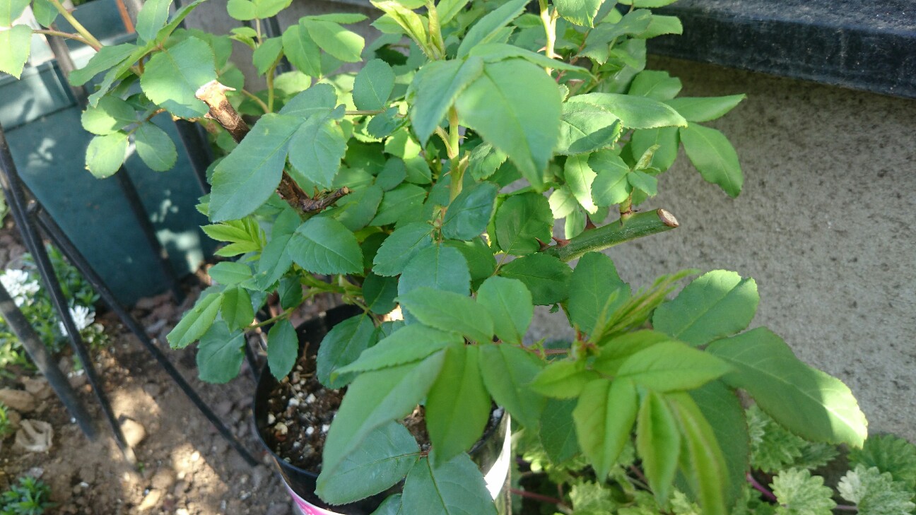 f:id:y-garden:20160418081227j:image f:id:y-garden:20160418081227j:image
