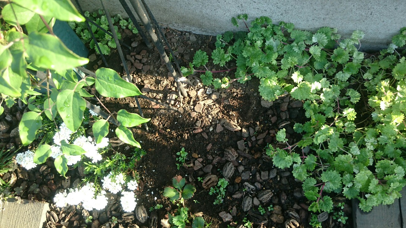 f:id:y-garden:20160419063909j:image f:id:y-garden:20160419063909j:image