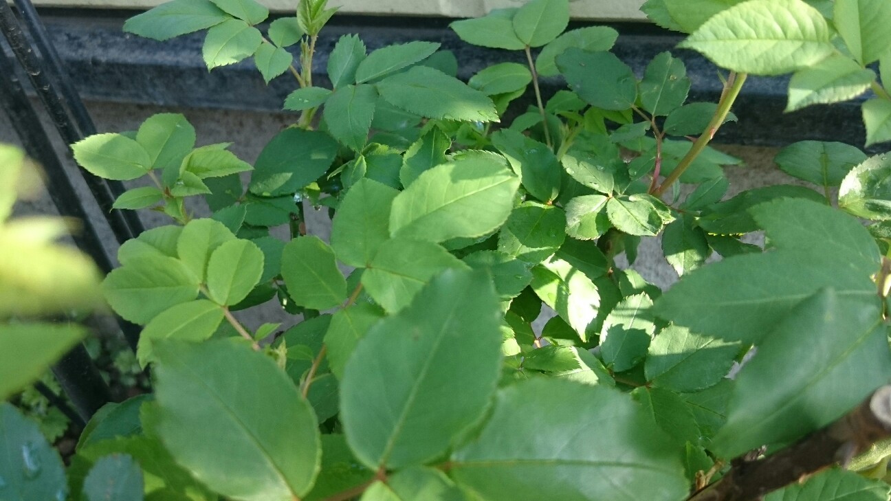 f:id:y-garden:20160419065049j:image f:id:y-garden:20160419065049j:image