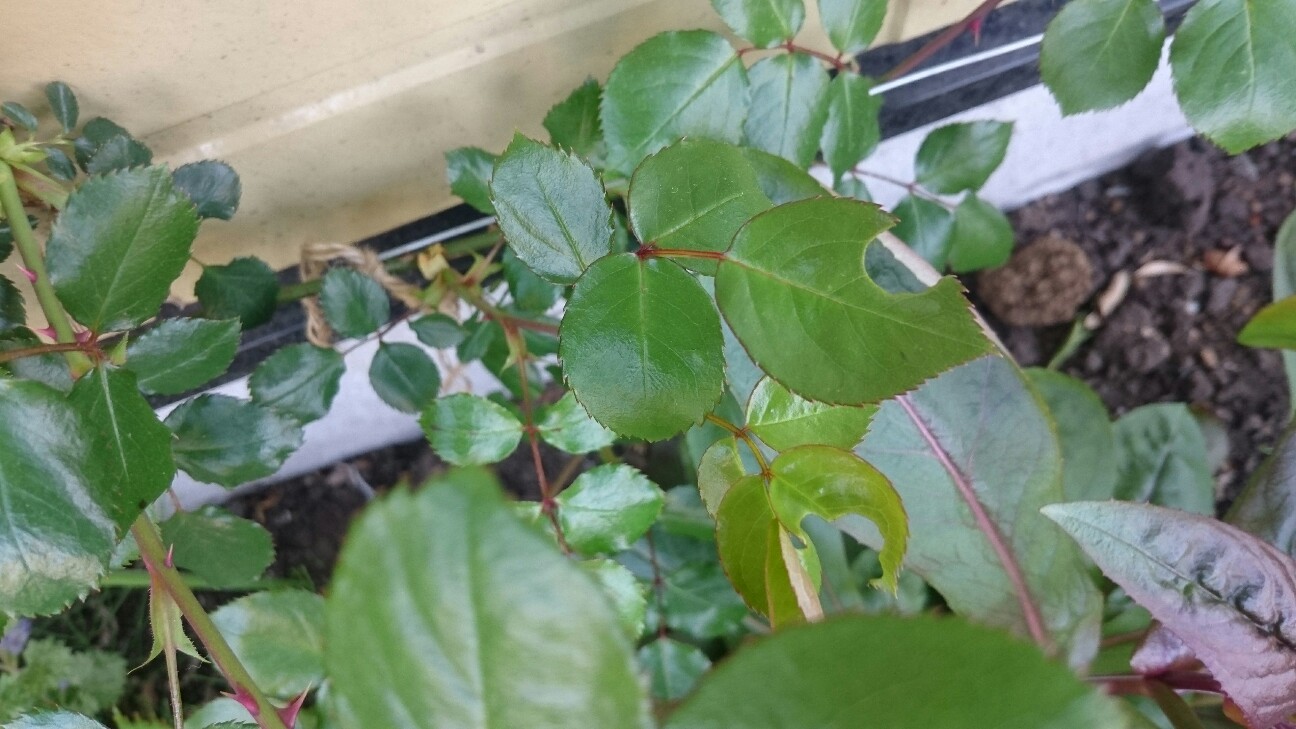 f:id:y-garden:20160420184928j:image f:id:y-garden:20160420184928j:image