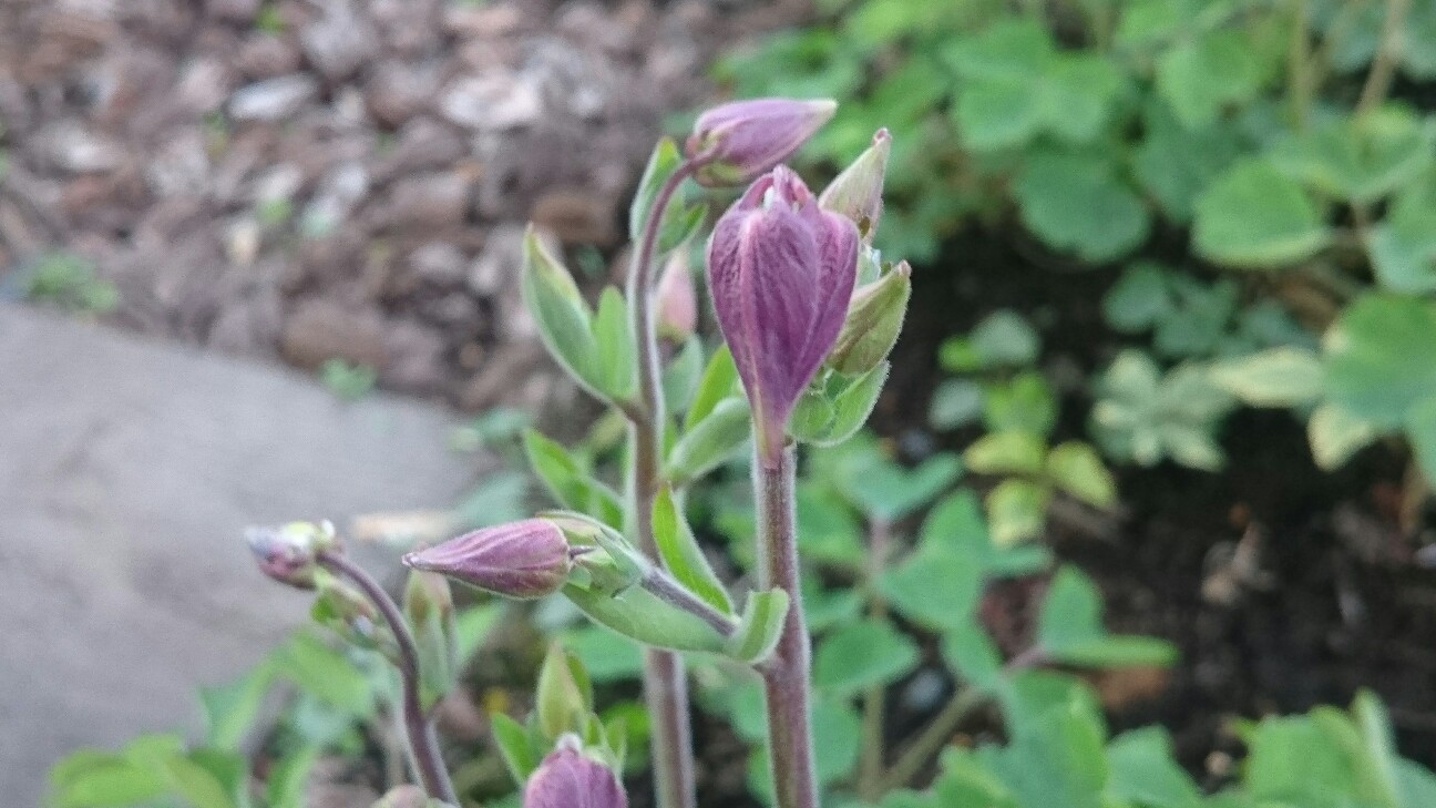 f:id:y-garden:20160420225358j:image f:id:y-garden:20160420225358j:image