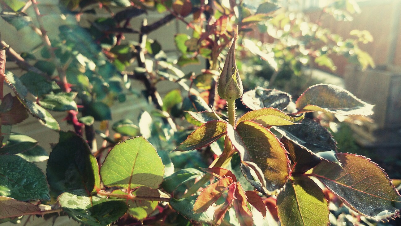 f:id:y-garden:20160424072429j:image f:id:y-garden:20160424072429j:image