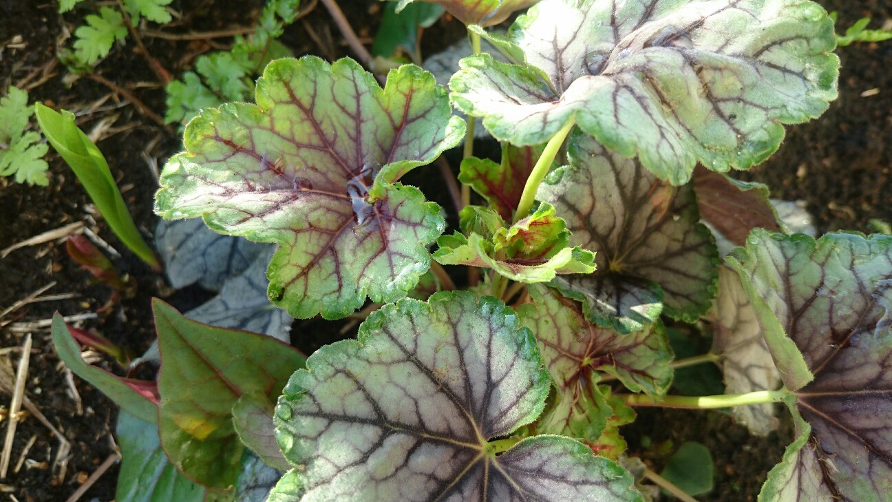 f:id:y-garden:20160425003419j:image f:id:y-garden:20160425003419j:image