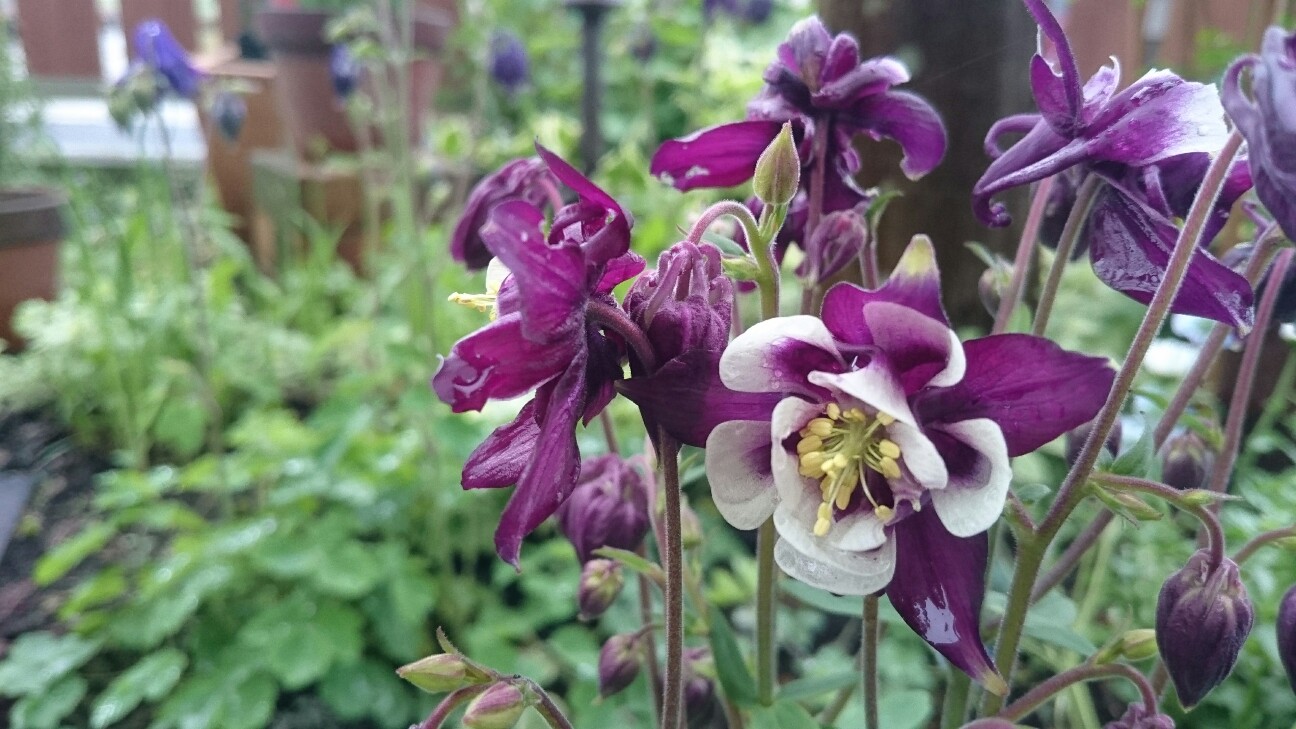 f:id:y-garden:20160429183629j:image f:id:y-garden:20160429183629j:image