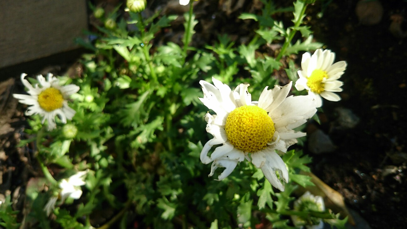 f:id:y-garden:20160430083646j:image f:id:y-garden:20160430083646j:image
