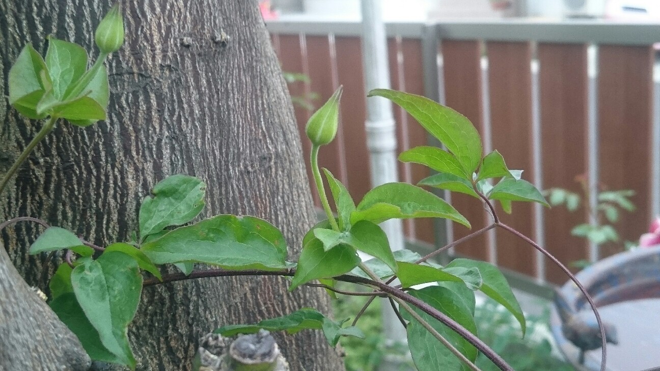 f:id:y-garden:20160503065910j:image f:id:y-garden:20160503065910j:image