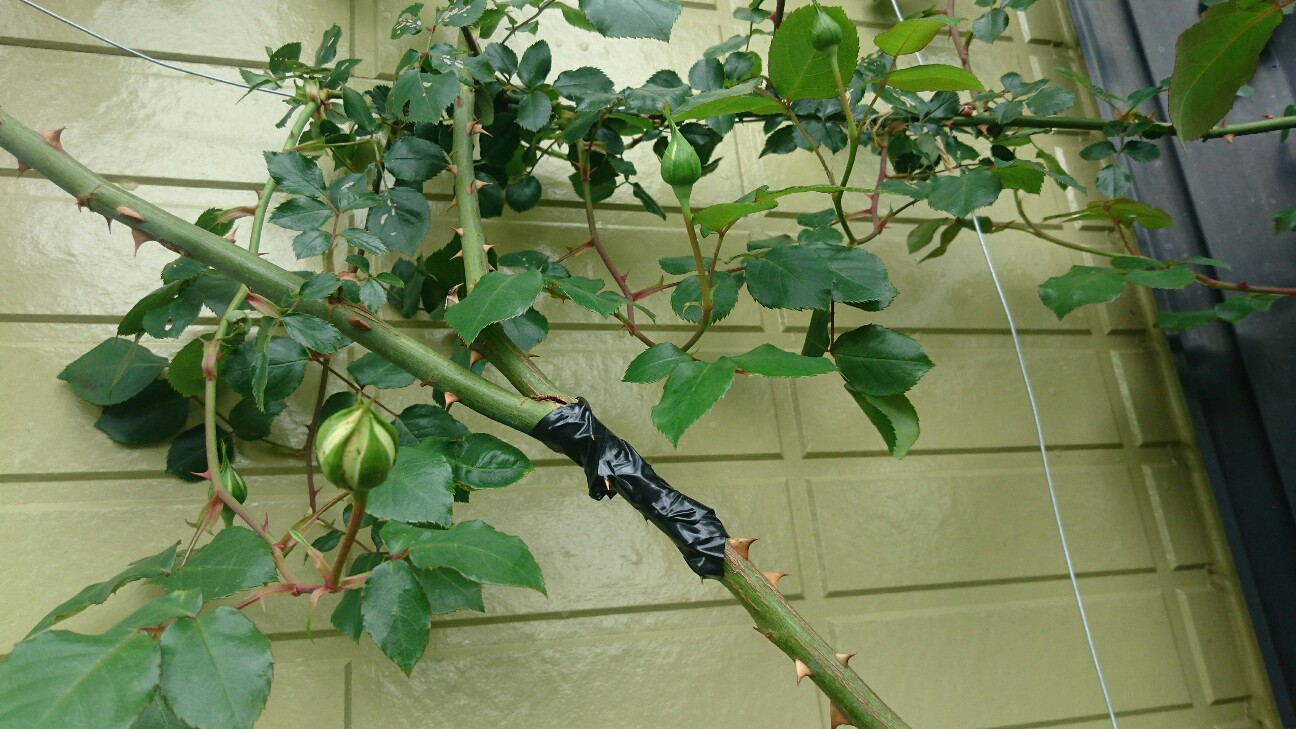 f:id:y-garden:20160504100737j:image f:id:y-garden:20160504100737j:image